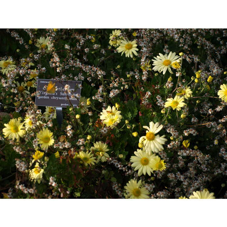 Chrysanthemum Virginias Sunshine