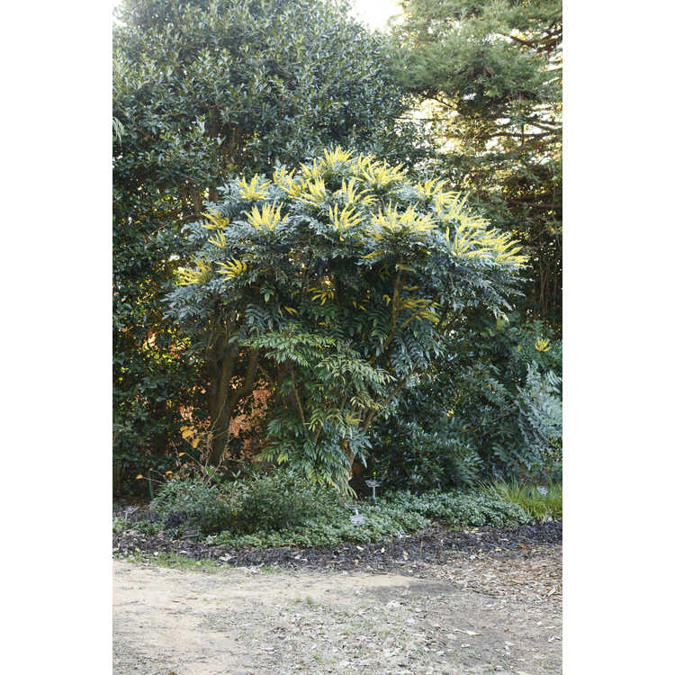 Mahonia ×media 'Buckland'