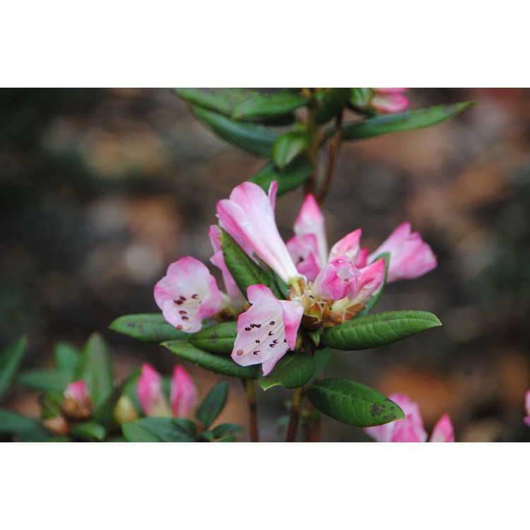<em>Rhododendron</em> [Seta Group] 'Seta'