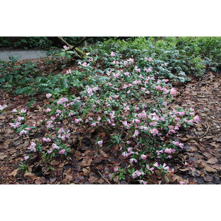 <em>Rhododendron</em> [Seta Group] 'Seta'