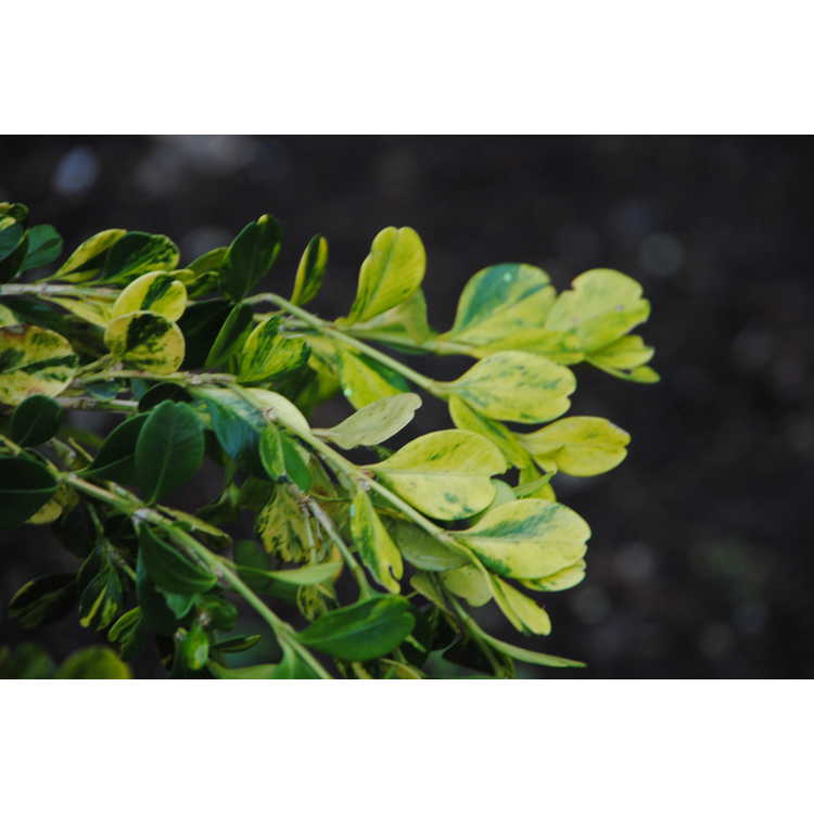 Buxus sinica 'Kinsha'