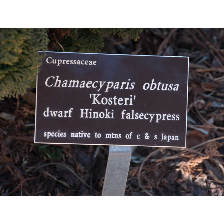 <em>Chamaecyparis obtusa</em> 'Kosteri'