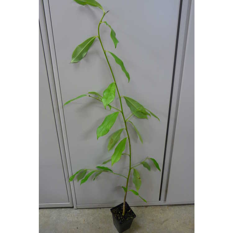 Magnolia ernestii subsp. szechuanica