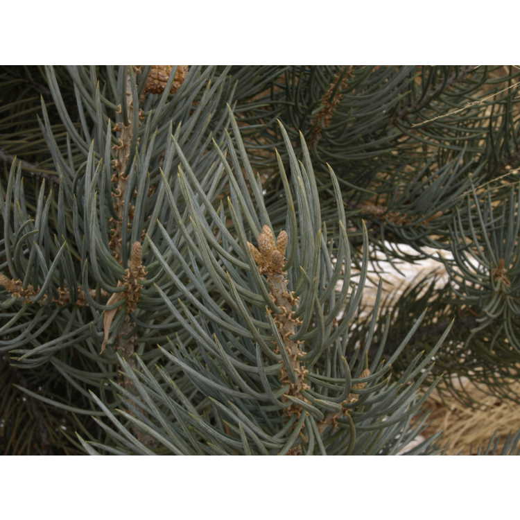 <em>Pinus monophylla</em>