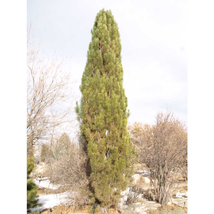 Pinus nigra 'Arnold Sentinel' - fastigiate Austrian black pine