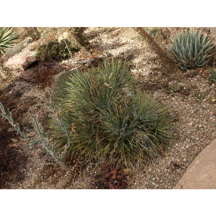 <em>Yucca harrimaniae</em>