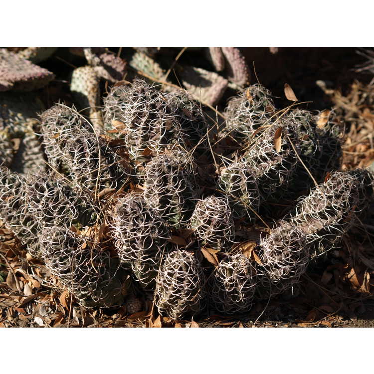 pinkflower hedgehog cactus