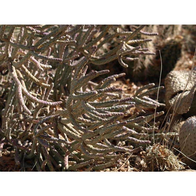 branched pencil cholla