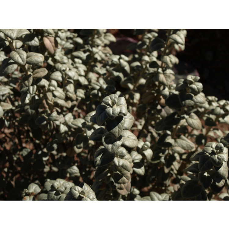 <em>Shepherdia argentea</em>