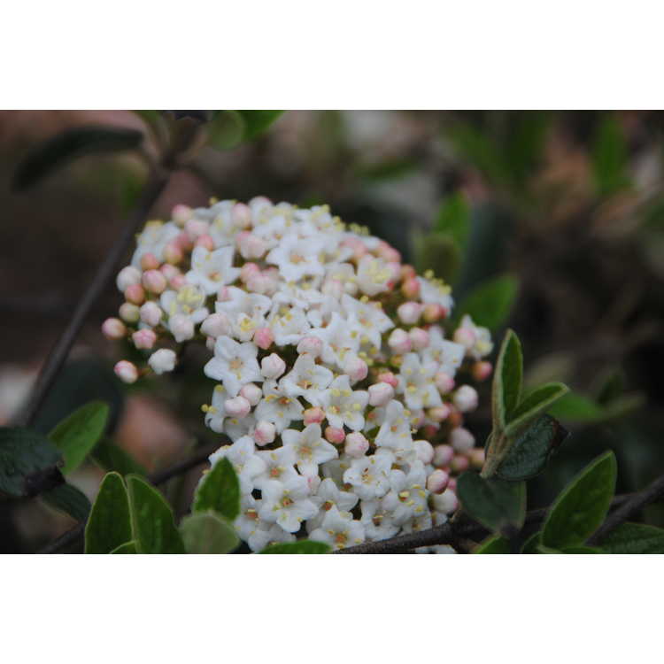 Viburnum ×burkwoodii 'Conoy'