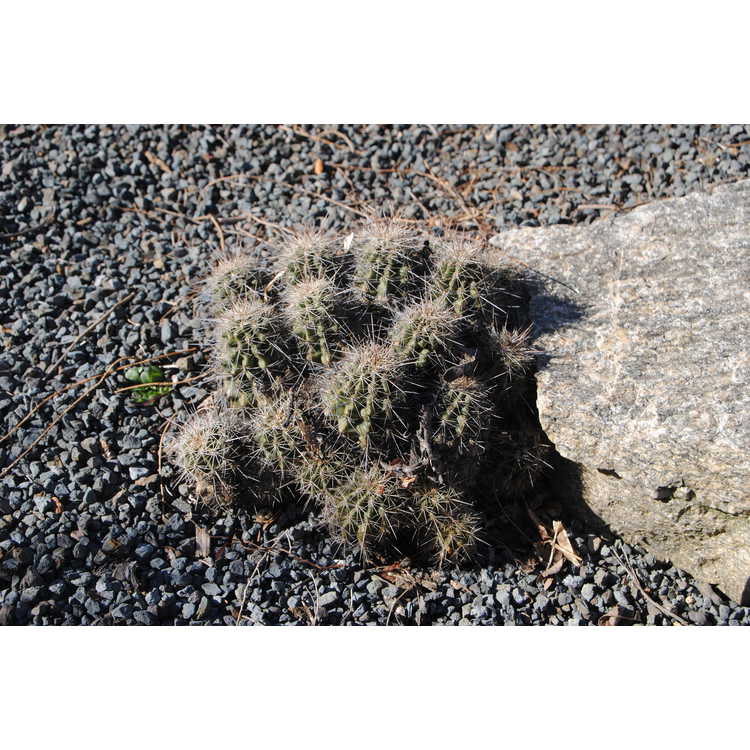 scarlet hedgehog cactus