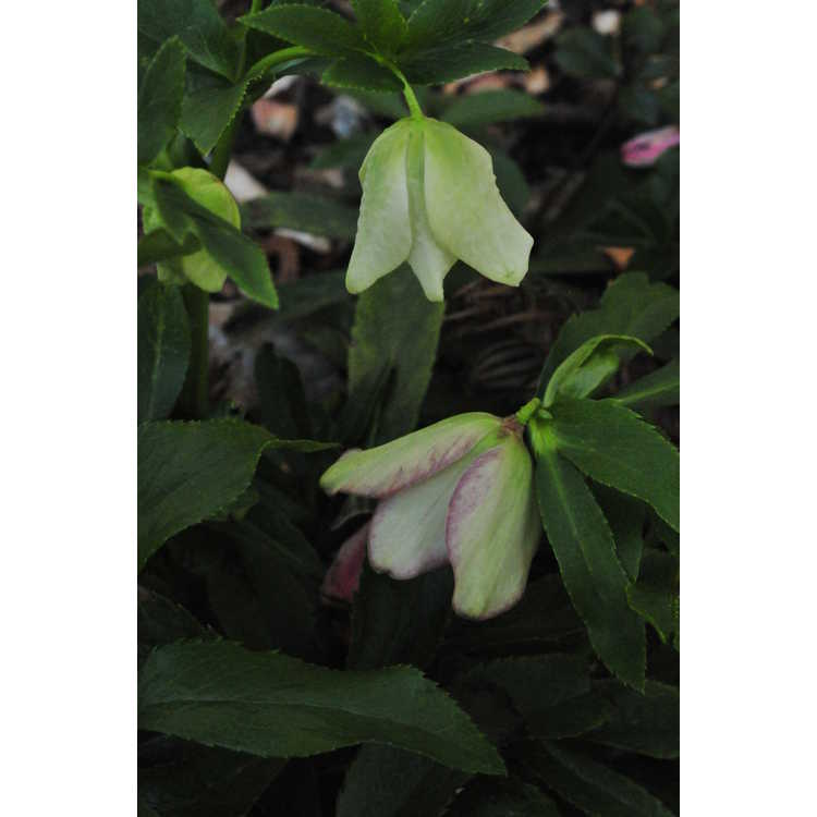 Helleborus ×hybridus (pale pink shades)