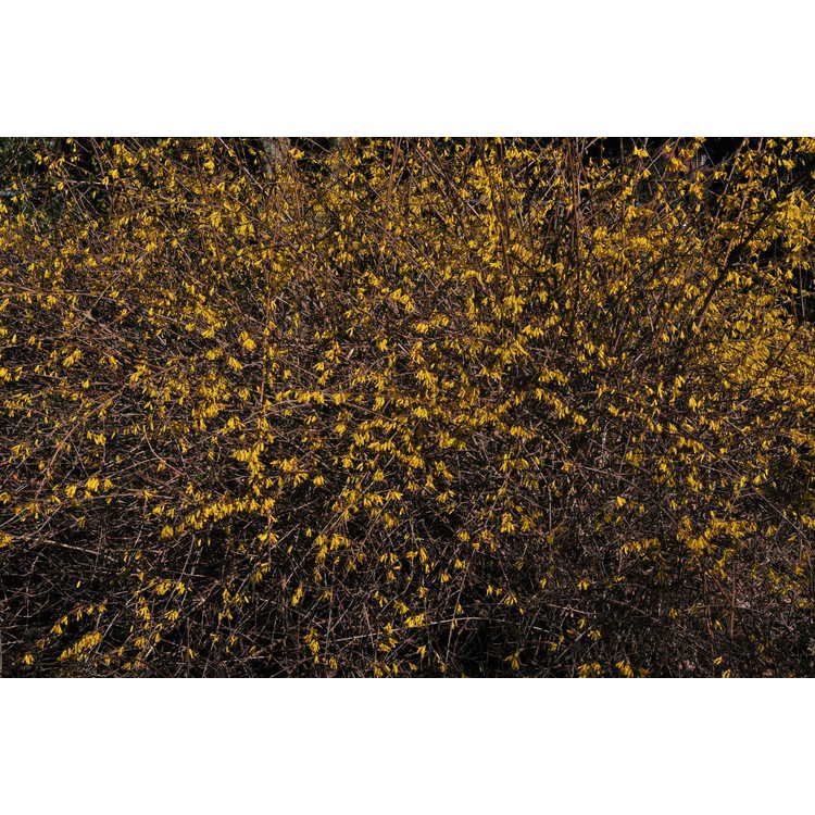 Forsythia 'New Hampshire Gold' - goldenbells