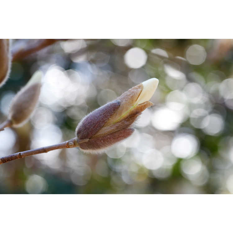 Magnolia 'Anticipation' - Kehr hybrid magnolia