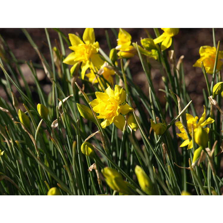 Narcissus odorus Plenus