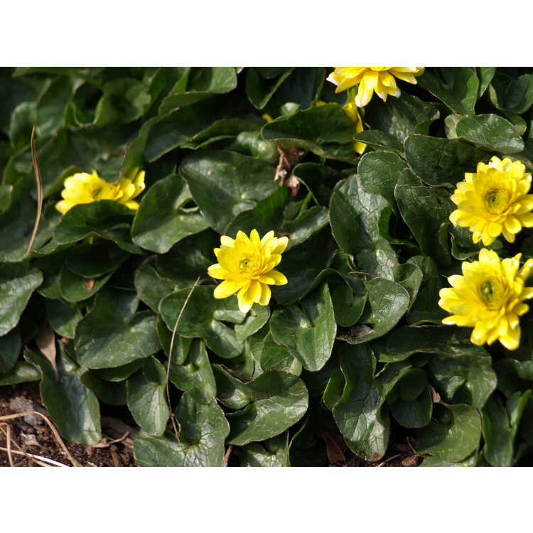 Ficaria verna Flore Pleno Group - double-flowered fig buttercup