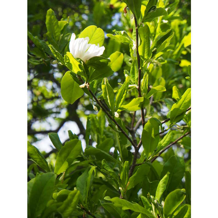Magnolia stellata Waterlily