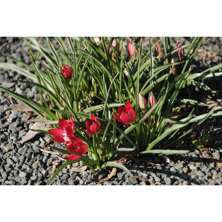 Tulipa humilis Red Cap