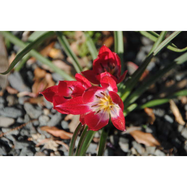<em>Tulipa humilis</em> 'Red Cap'