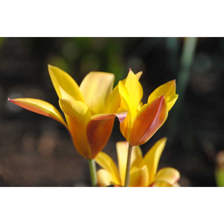 Tulipa clusiana chrysantha