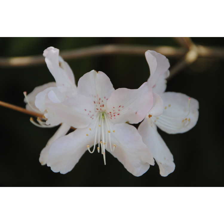 <em>Rhododendron schlippenbachii</em>