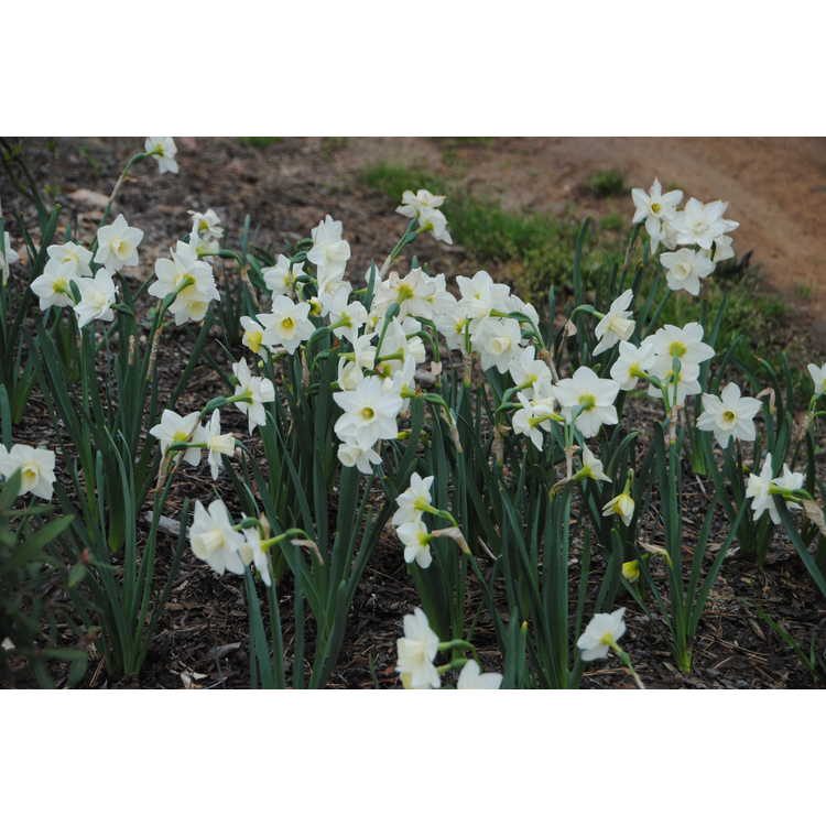 Narcissus Silver Smiles