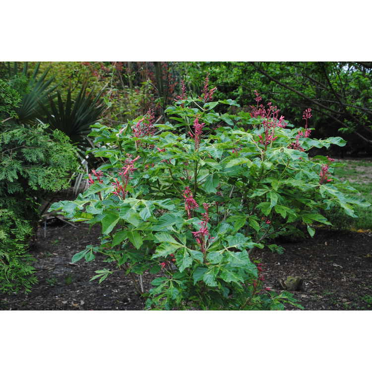 Aesculus pavia 'Fishtail' - variegated red buckeye