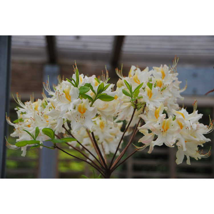 Rhododendron 'High Tide' - Aromi hybrid azalea