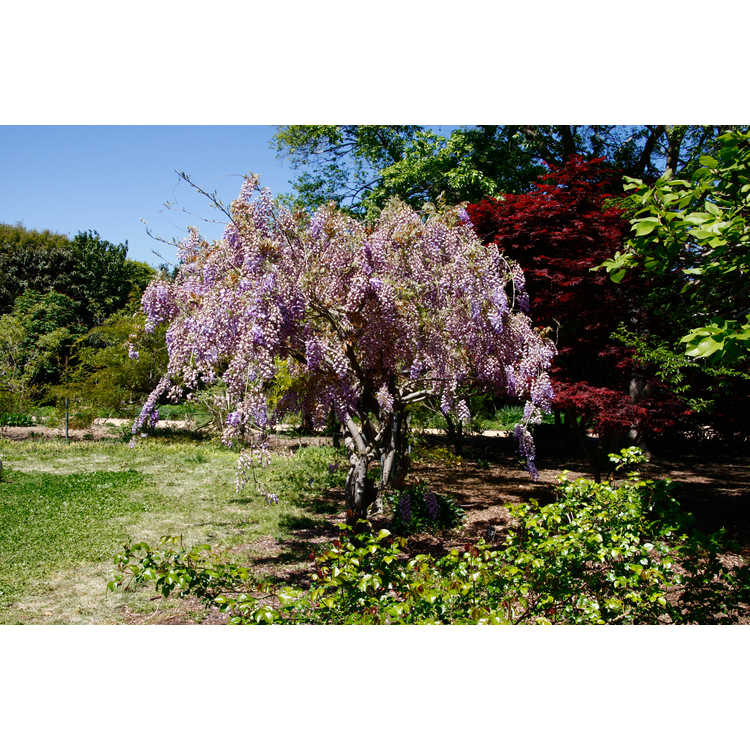 flowering wisteria