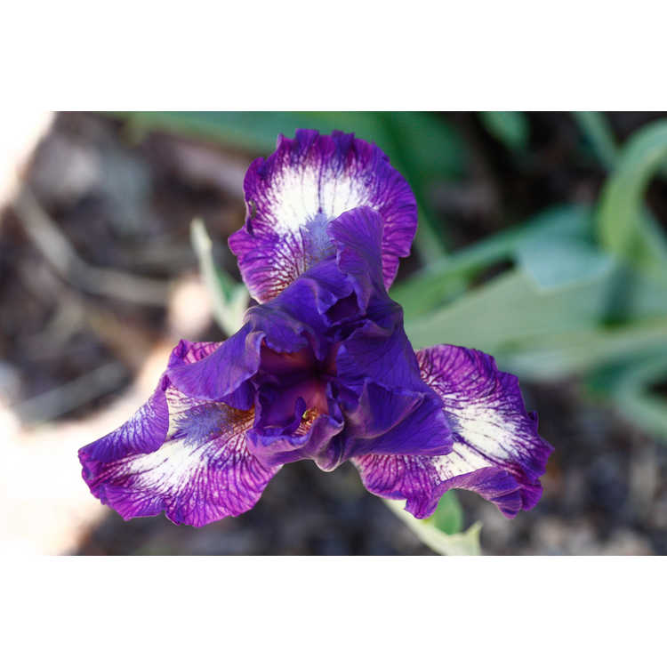 intermediate bearded iris