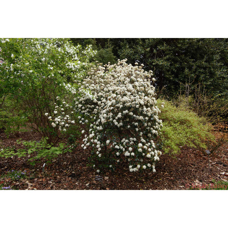 Viburnum ×burkwoodii 'Conoy' - Egolf hybrid viburnum