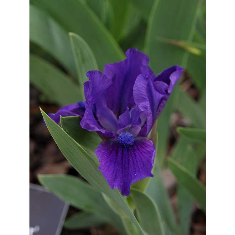 Iris 'Flower Shower' - dwarf hybrid iris