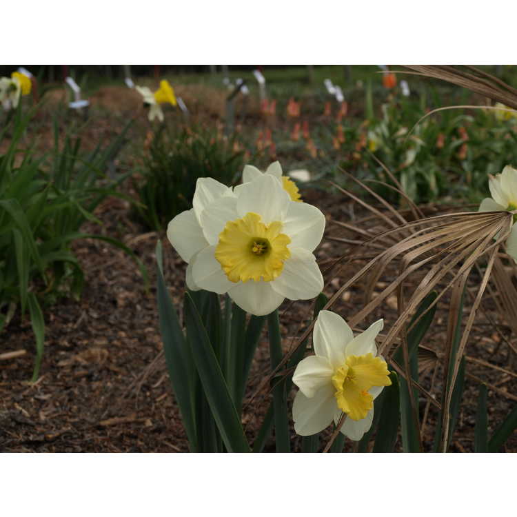 Narcissus 'Sherwood Forest'