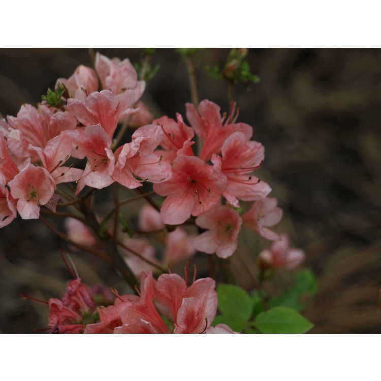 Rhododendron kaempferi Unryu