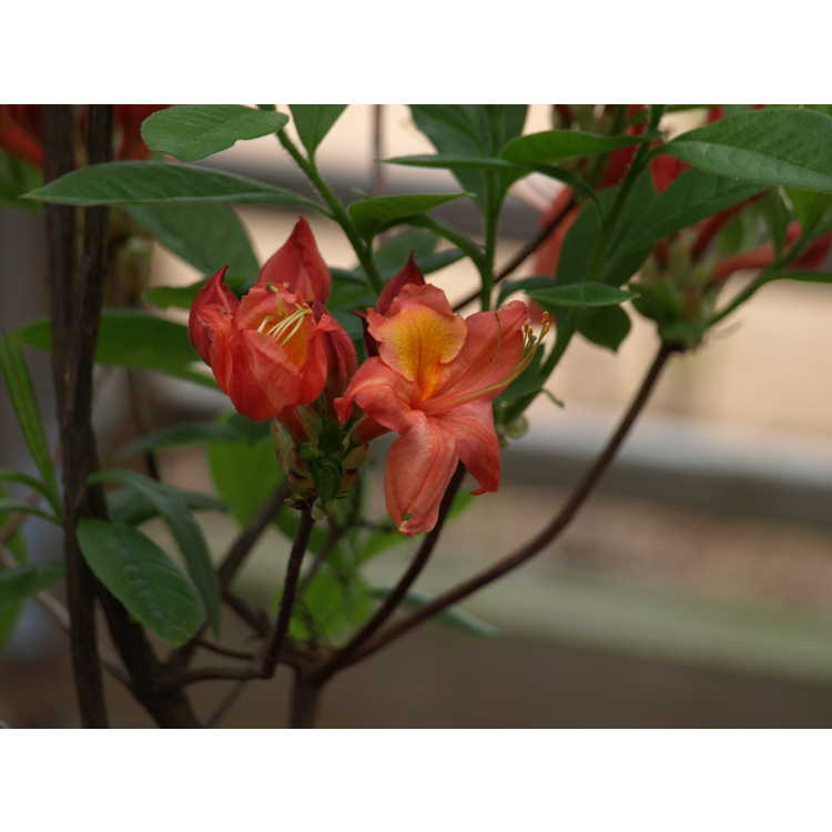 Rhododendron 'Temple's Toy' - Aromi hybrid azalea