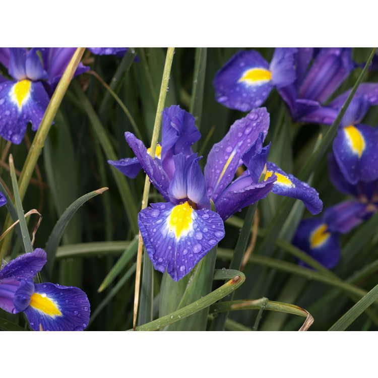 Iris Blue Magic