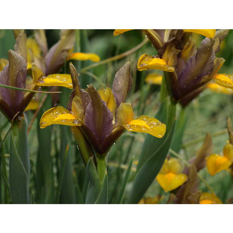 Iris Bronze Beauty