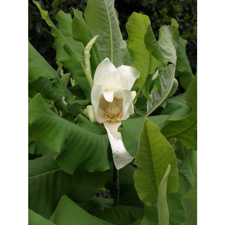 Magnolia macrophylla pure white