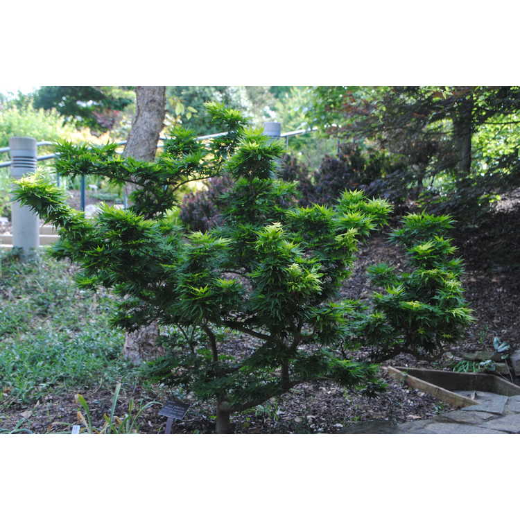 Acer palmatum 'Mikawa Yatsubusa' - dwarf Japanese maple