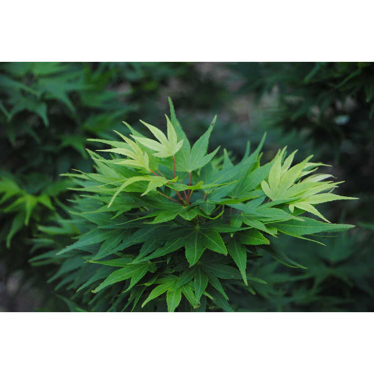 Acer palmatum 'Mikawa Yatsubusa' - dwarf Japanese maple