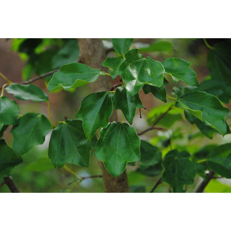 Acer buergerianum var. formosanum - Taiwan trident maple