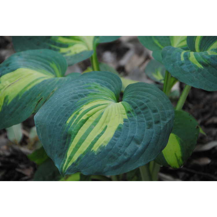 hosta ROBERT FROST large big classic disease-free 2.5" pot = 1 Live Potted Plant 