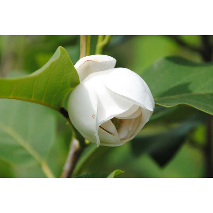 Magnolia sieboldii 'Colossus' - Oyama magnolia