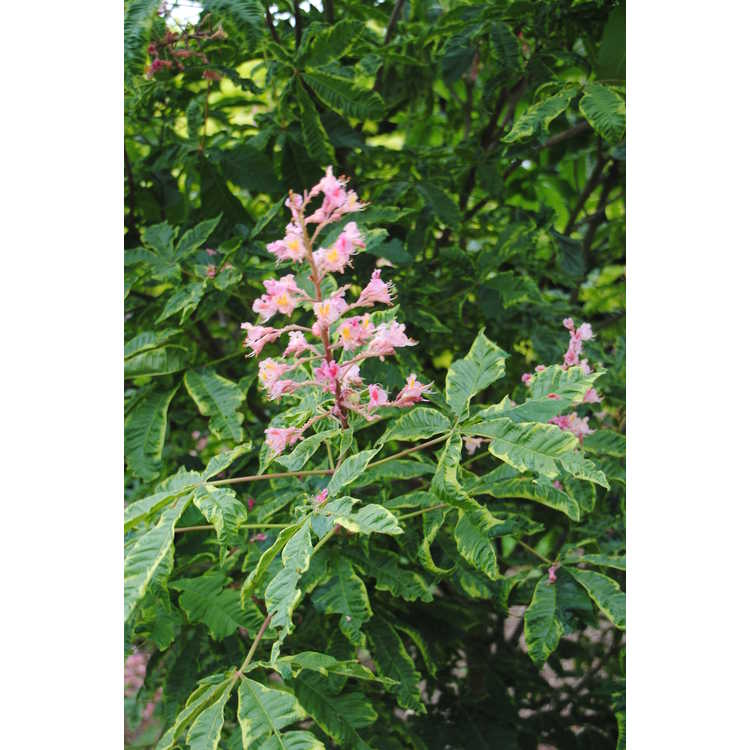 Aesculus ×carnea 'Variegata' - variegated red horse chestnut