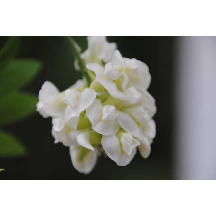 Wisteria frutescens 'Nivea' - white-flowered American wisteria