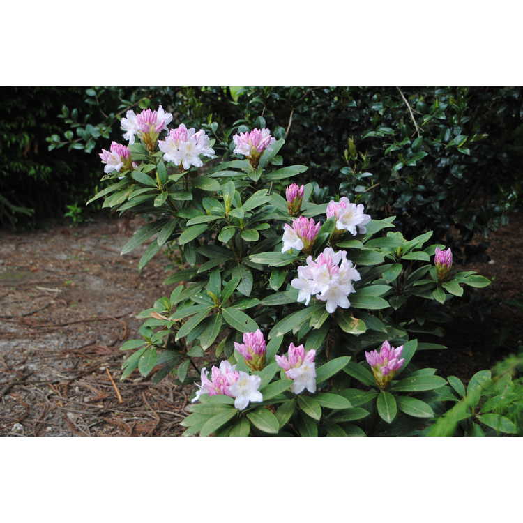 yak rhododendron