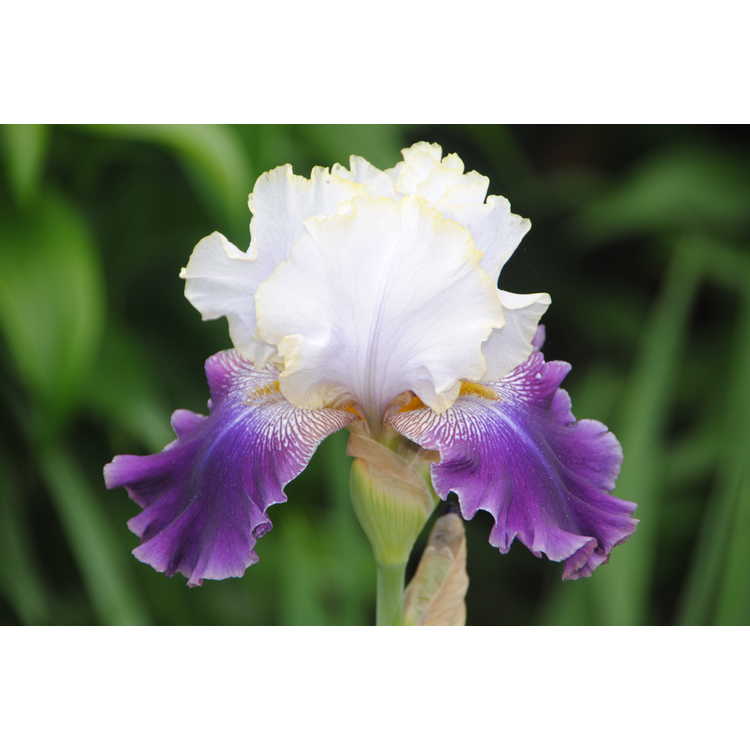 Iris 'Slovak Prince' - tall bearded iris