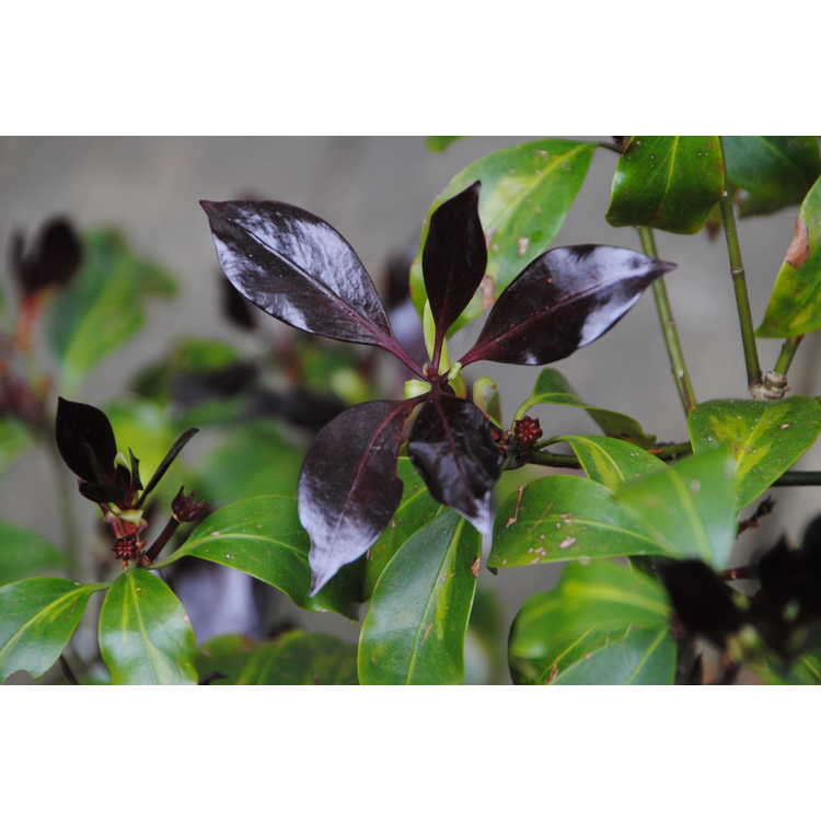 Illicium anisatum 'Murasaki-no-sato' - Purple Glaze variegated star anise