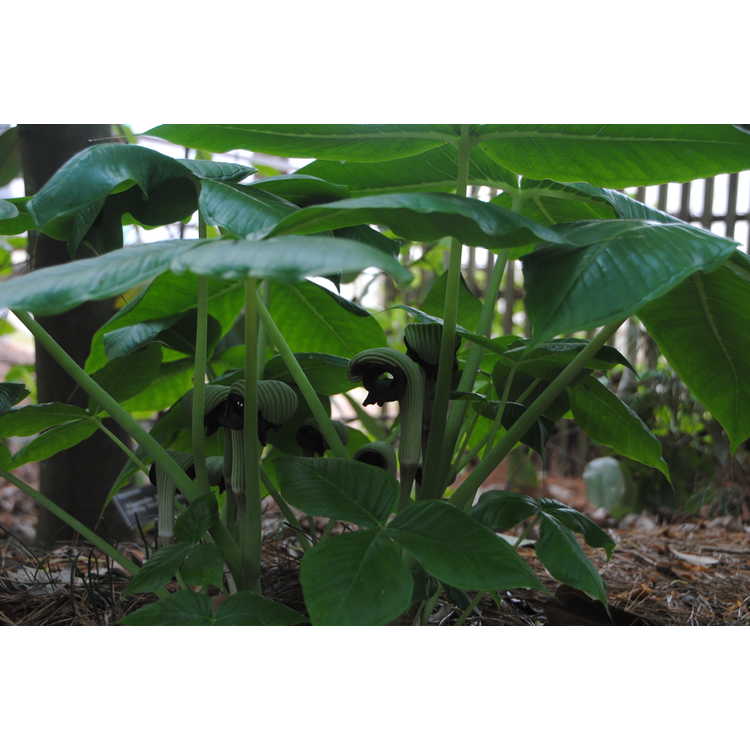 Arisaema ringens - Japanese cobra-lily