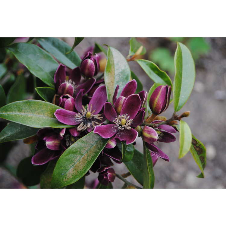 Magnolia figo var. crassipes 'Purple Queen'